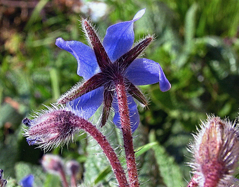 Borago officinalis L.